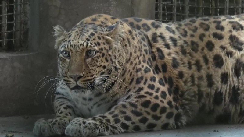 Leopardo obeso en China
