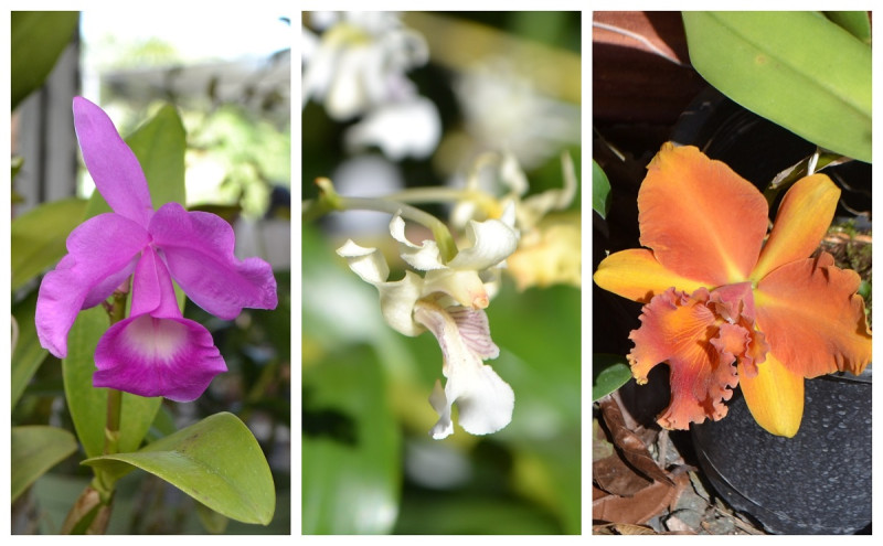 Liriano recuerda que con 500 pesos entraba a La Anthuriana “y me compraba una mata de orquídeas”.  Las que cultiva ahora son de las más raras.