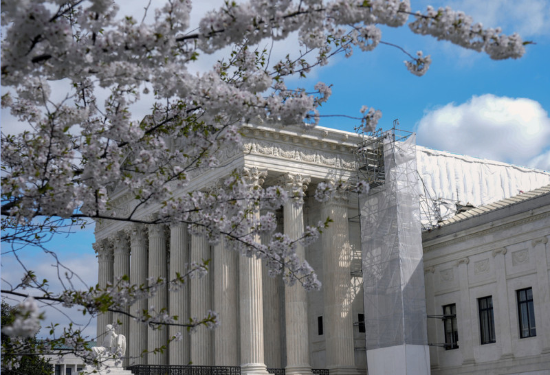 Un árbol florece frente a la Corte Suprema