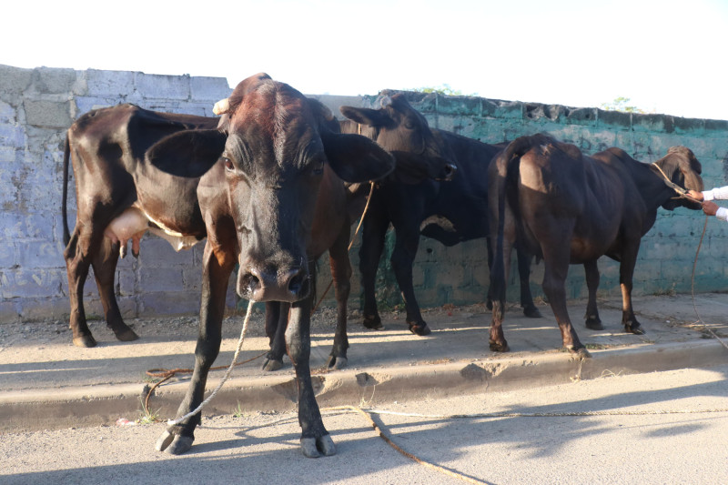 Imagen de las vacas robadas.