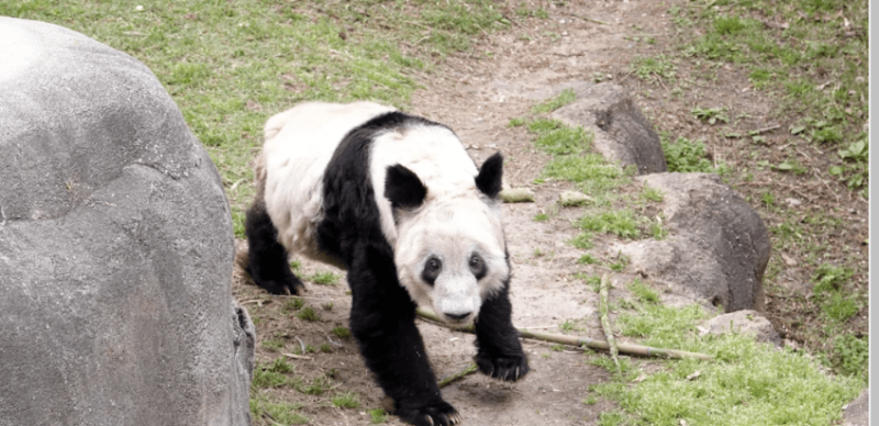 Tan Tan, el panda más anciano de Japón