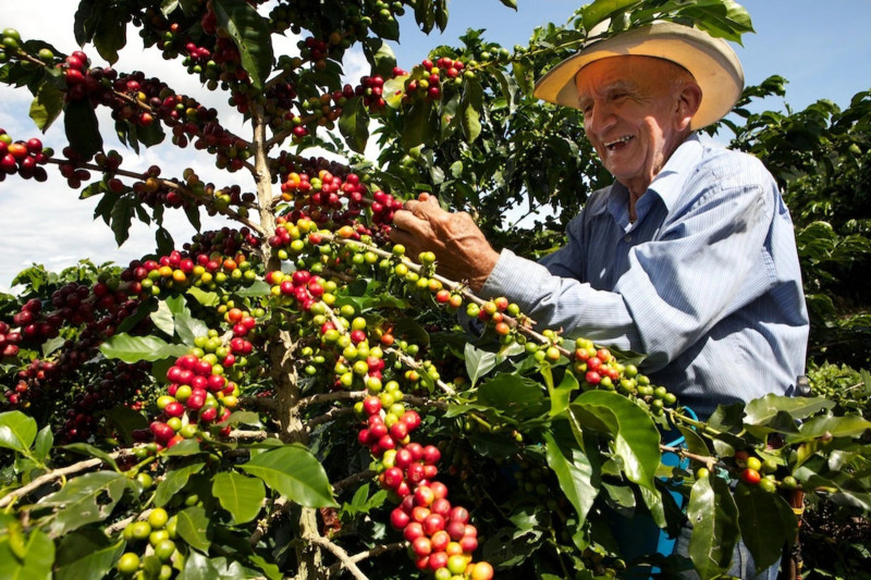 La siembra de café llegó a 49.3 millones de plantas, dijo ei Indocafé.