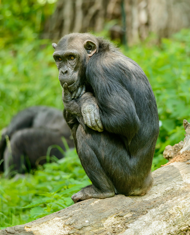Imagen ilustrativa de un bonobo.