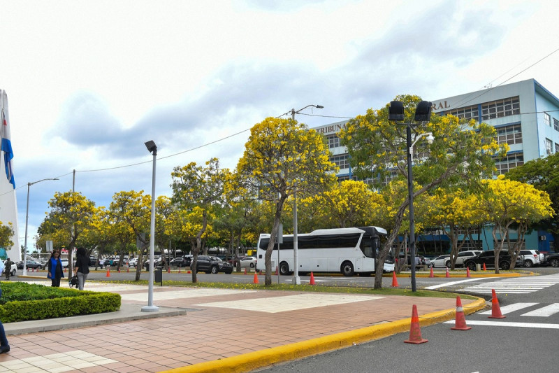 Árboles de robles amarillos en las cercanías de la Procuraduría General de la República, en el Centro de los Héroes.