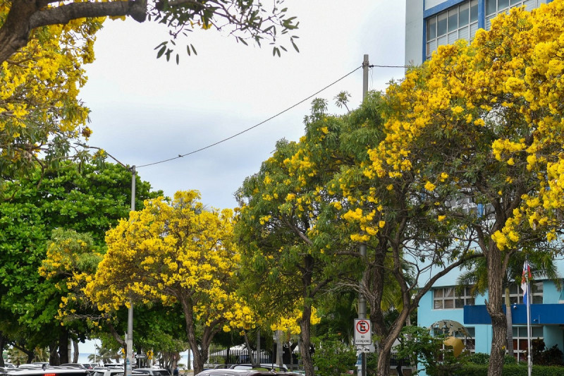 Robles amarillos en Santo Domingo