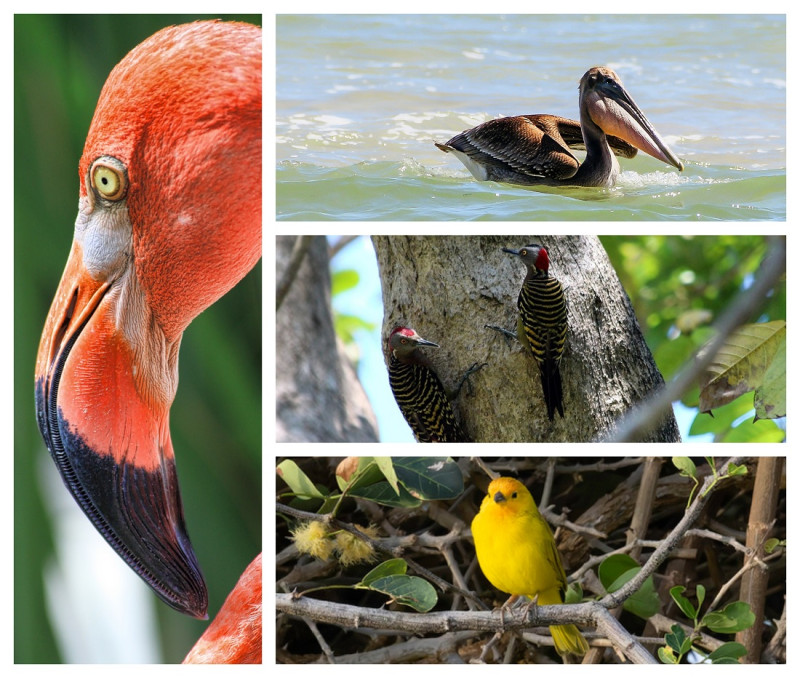 Las aves son el grupo más numeroso y de más amplia distribución de la fauna dominicana.