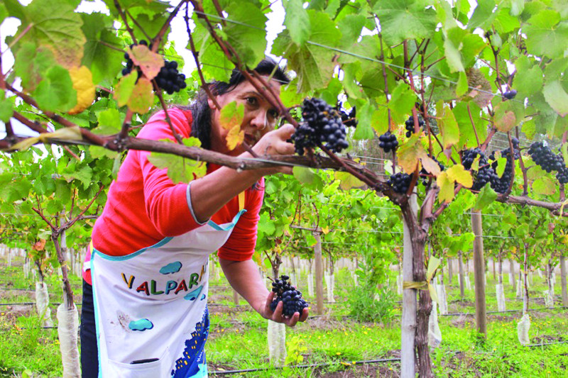 La siembra de uvas en zonas de alto índice de pobreza del país se da en San Juan, Guayubín, Azua y otros lugares.