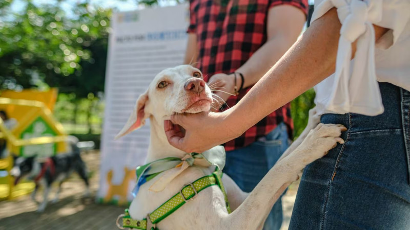 LISTÍN DIARIO ha propuesto la firma de un pacto para la protección de los animales.