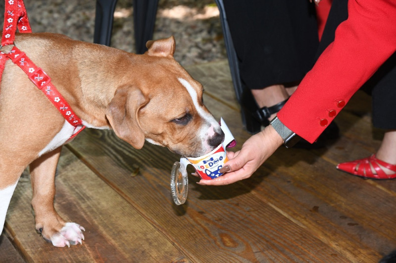 “Icedog” es una propuesta refrescante y dulce para consentir a tus mascotas.