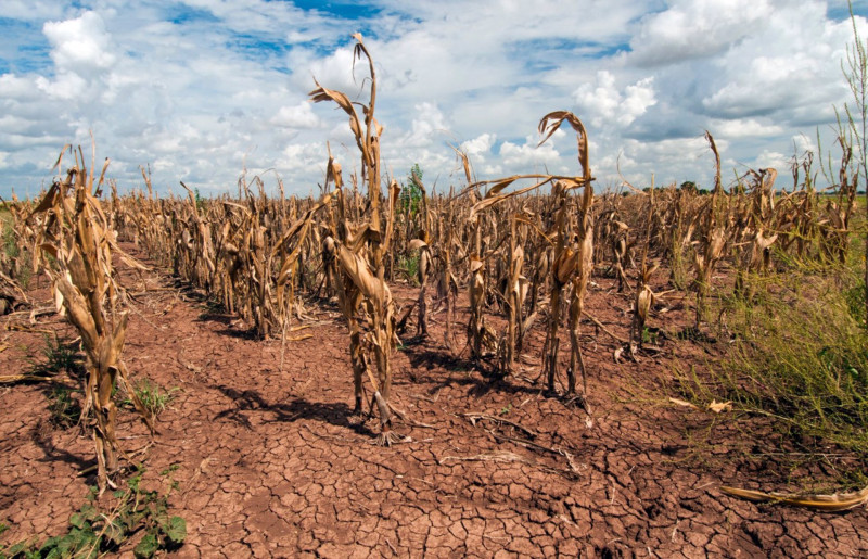 El maíz se marchitó durante una sequía en Texas