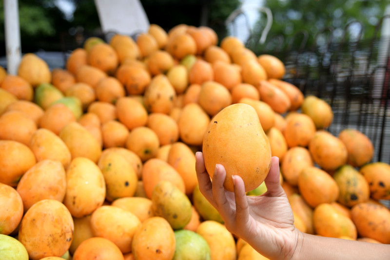 El mango, por lo general, se produce más en San Cristóbal, Peravia, San Juan de la Maguana, Neyba, y Barahona.