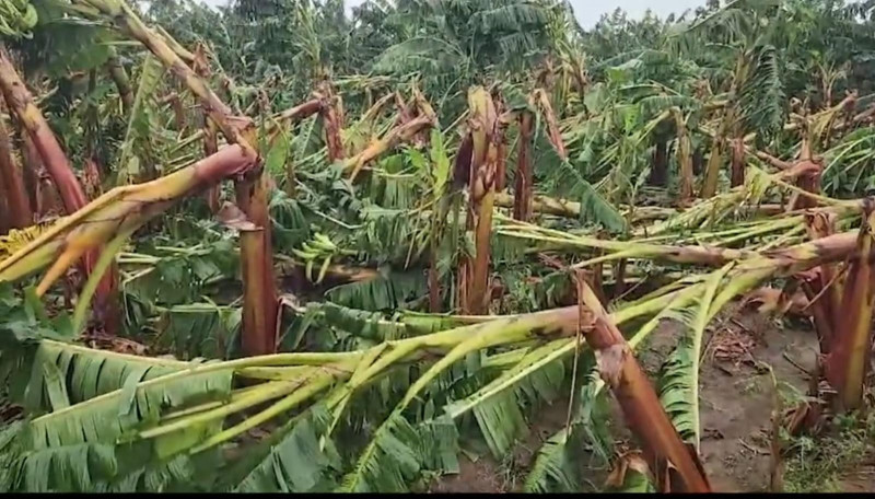 Los productores de plátanos pidieron la ayuda oficial.