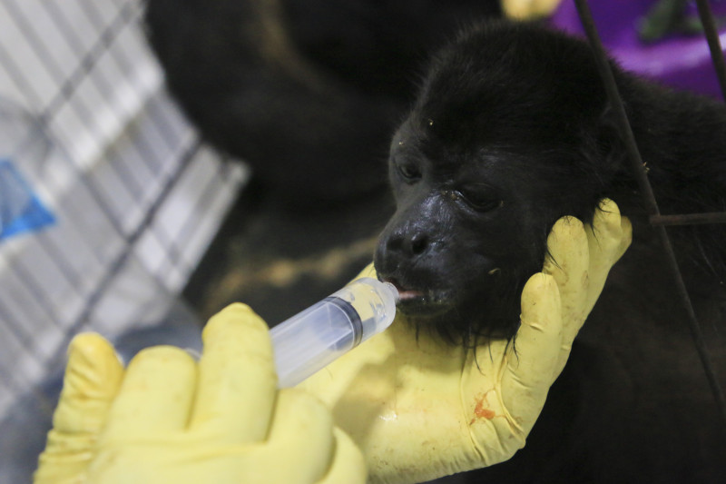 Un veterinario alimenta a un joven mono aullador
