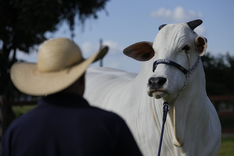 Viatina-19, la vaca más cara subastada según el Libro Guinness de Récords Mundiales, en una granja en Uberaba, estado Minas Gerais, Brasil, el 26 de abril de 2024.