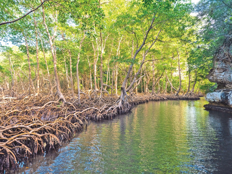 Ecosistema de manglares.