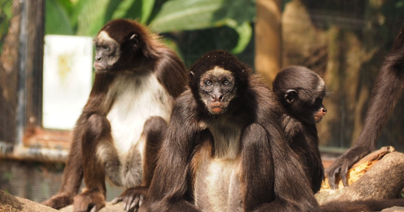 Monos en el Parque de la Conservación de Medellín