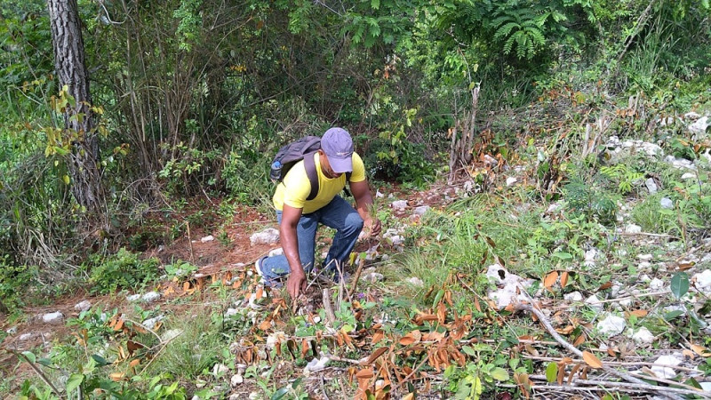 La jornada contempló la siembra de alrededor de dos mil matas de pinos occidentales y cedros blancos.