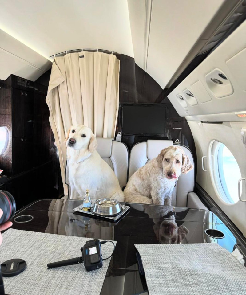 , sus clientes podrán evitar la estresante idea de tener que enviar a sus mascotas en las bodegas de aviones o encerrados en exiguas cajas dentro de la cabina.