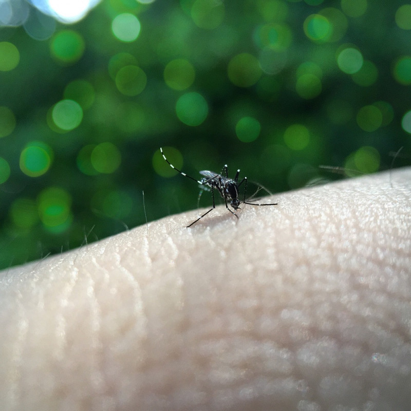 Un punto a tomar en cuenta es el cambio en la distribución del mosquito Aedes como vector, presente ahora en más de 150 países.