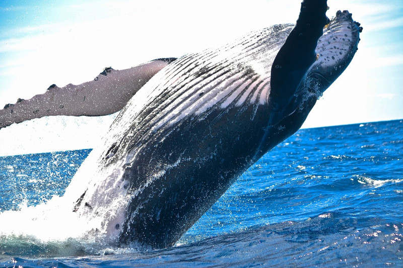 Fotografía muestra ballena gris adulta.