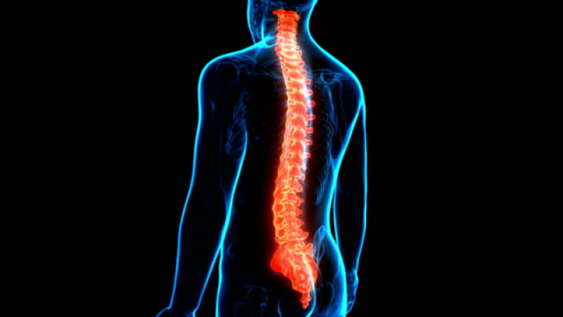 Concepto de animación 3D de la columna vertebral de la médula espinal de la anatomía del sistema esquelético humano.