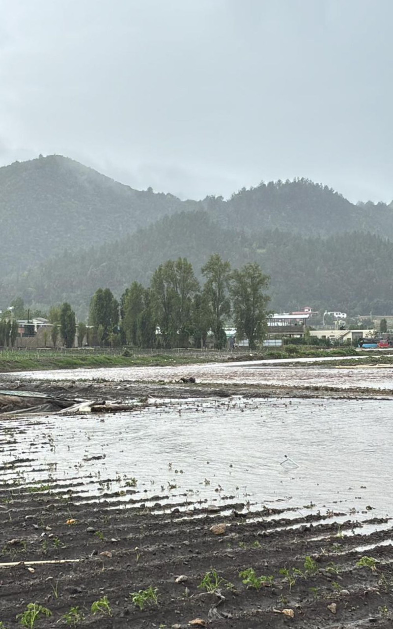 Cultivos de un agricultor de Constanza afectados por las lluvias de inicio de junio.