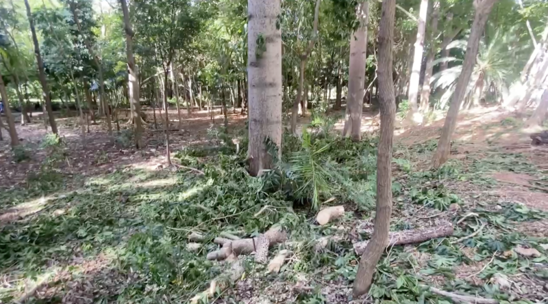 Una vista de los cortes de árboles frondosos en el parque Mirador Sur, una acción que ha encontrado la repulsa de muchos sectores de la capital.