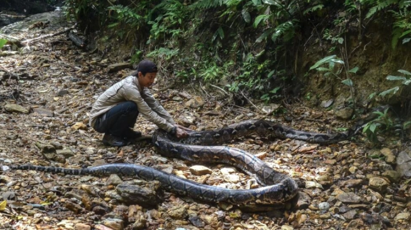 Una serpiente pitón de nueve metros de longitud es liberada bajo sedación el 21 de septiembre de 2021 en la selva de Pelalawan, en Indonesia.