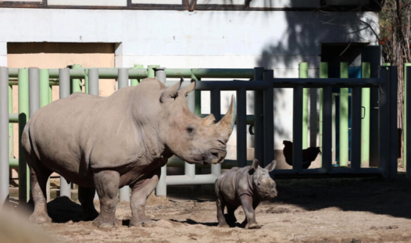 El rinoceronte blanco Silverio y su madre, Hannah, el 2 de julio de 2024 en el Zoo Buin, en Santiago.