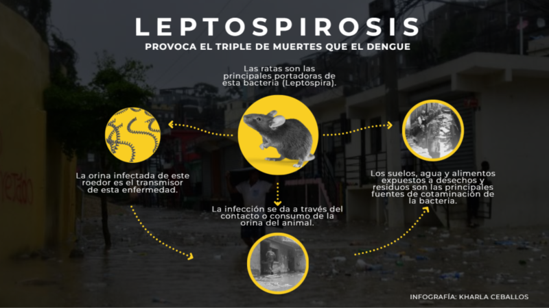 La leptospirosis se transmite por orina de animales, especialmente ratas.