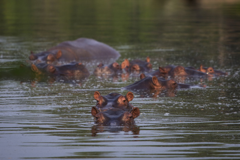 Varios hipopótamos en un lago del Parque Temático Hacienda Nápoles en Puerto Triunfo, Colombia, el 12 de febrero de 2020