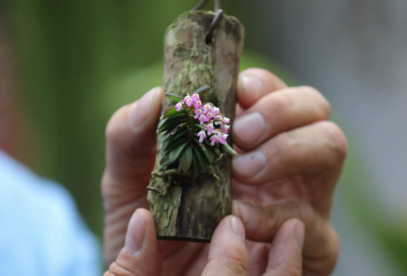 Unas orquídeas diminutas que el tecnólogo agropecuario Daniel Piedrahita cultiva en su centro "Alma del bosque", en La Ceja, Colombia, en una imagen del 20 de junio de 2024.
