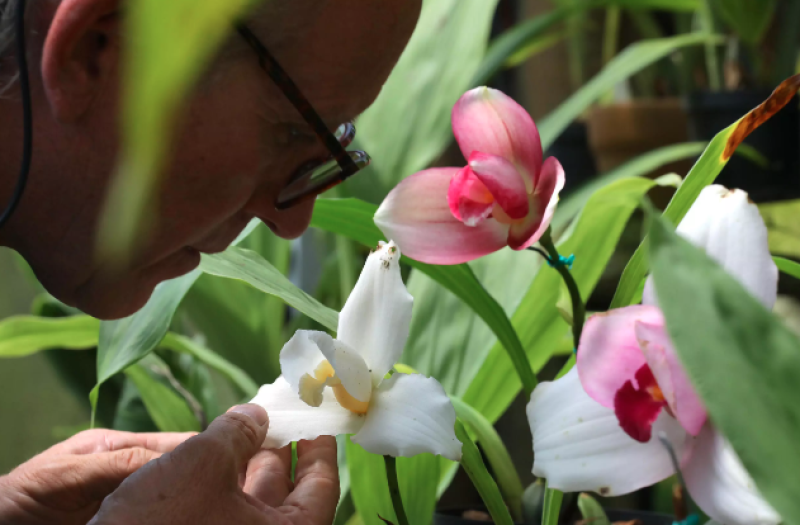 El tecnólogo agropecuario Daniel Piedrahita muestra una orquídea Lycaste Skinneri el 20 de junio de 2024 en su centro "Alma del bosque", en La Ceja, Colombia.