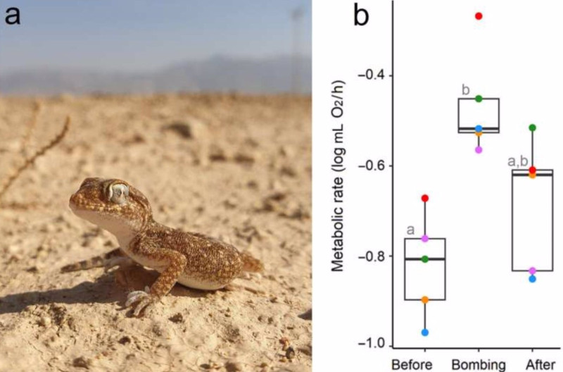 Stenodactylus sthenodactylus, fotografiado dentro de una zona de tiro militar activa (b) Tasas metabólicas de S. Sthenodactylus 4 horas antes, durante y 4 horas después de las explosiones de cohetes.