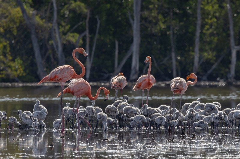 Guardería de polluelos en laguna Atravesada, Parque Nacional Estero Balsa.