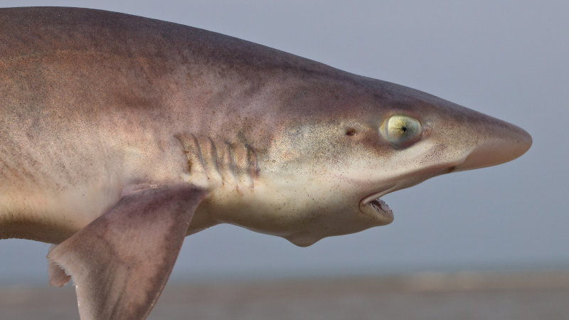 Tiburón de la especie Mustelus mustelus