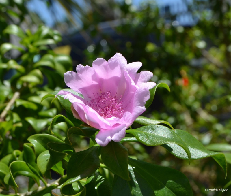 Rosa de Bayahíbe en flor, en la entrada del JBN, al inicio de la explanada principal.