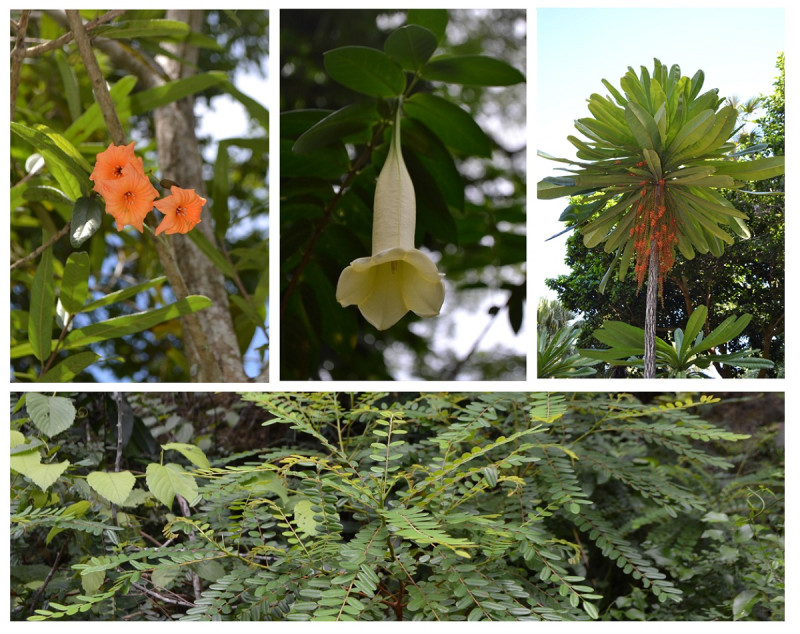 Ejemplares de avellano criollo del género Cordia, campanilla criolla (Cubanola domingensis), lengua de buey (Clavija domingensis) y abbe marrón (Alvaradoa haitiensis) en el Jardín Botánico Nacional.