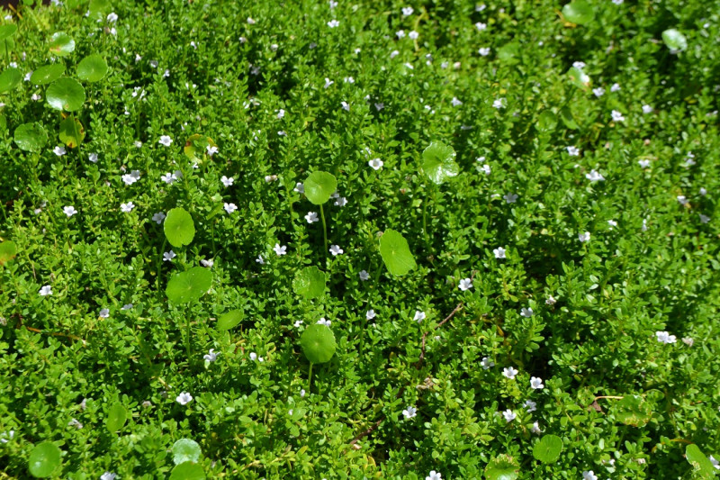 Cubresuelos. Si visita el JBN verá muchas pileas o cubresuelos. Solo de cubresuelos los botánicos han contabilizado 20 especies, pero Clase admite que deben estudiarlas más.