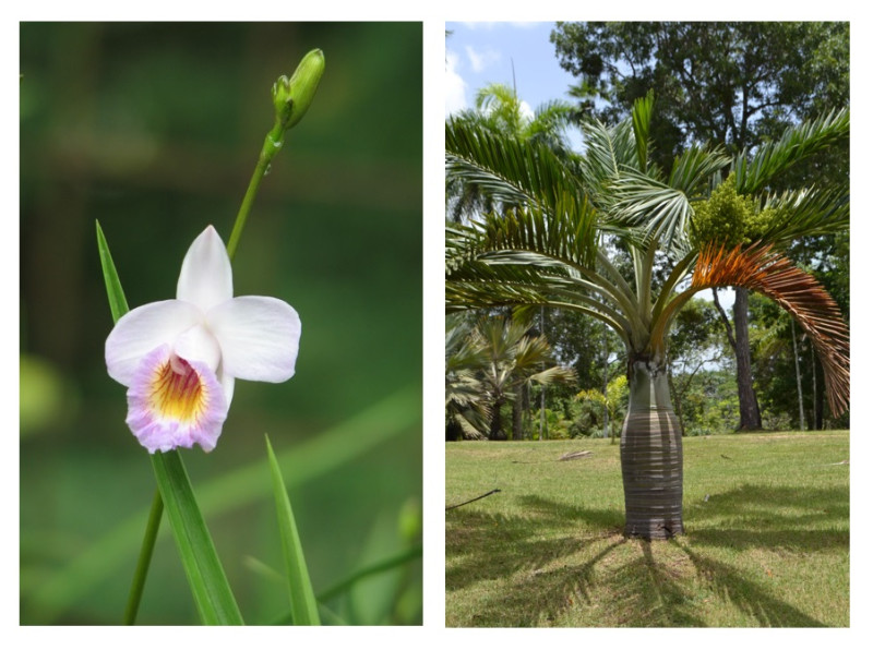 Después de las orquídeas, las especies más abundantes son las palmas. Hay 77 especies de palmas en el jardín.