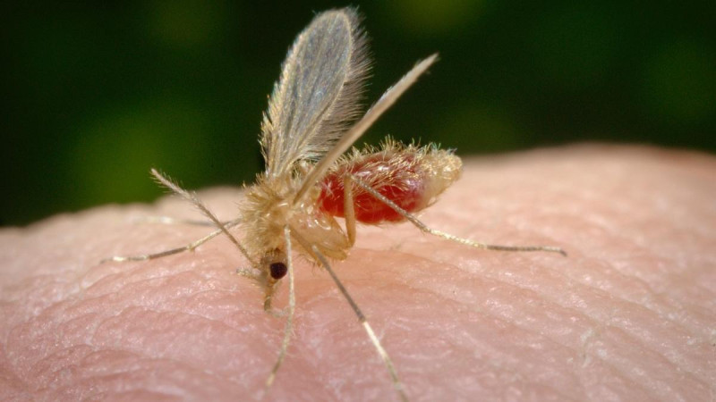 El mosquito de la familia culex transmite el virus Oropouche.