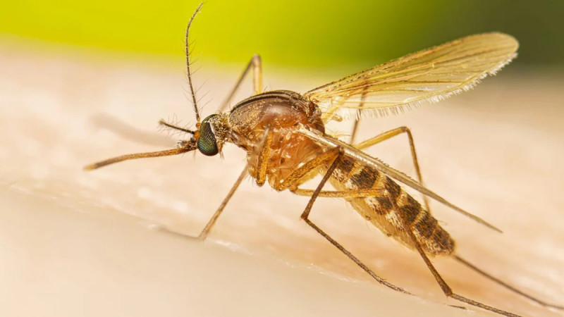 El mosquito de la familia culex transmite el virus Oropouche.