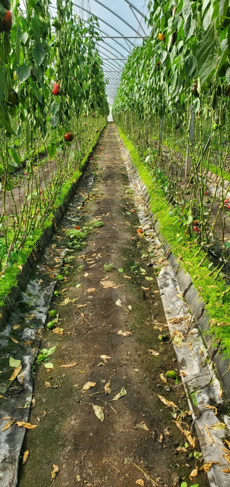 Productores de pimientos morrón denunciaron que una virosis esta afectando su producción