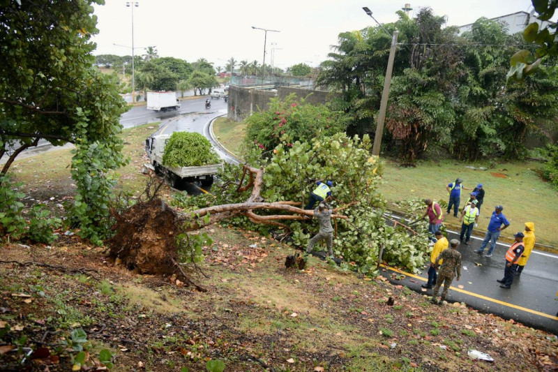 Brigadistas de la alcaldía trabajan en remoción de arbol en el Distrito Nacional