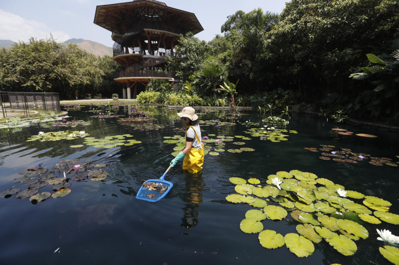 Una mujer hace mantenimiento en el Jardín Botánico de Cali (Colombia).