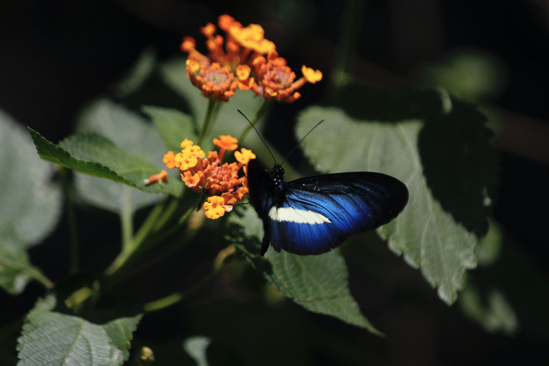 Una mariposa descansa sobre una ejemplar de flor Lantana en Jardín Botánico de Cali.