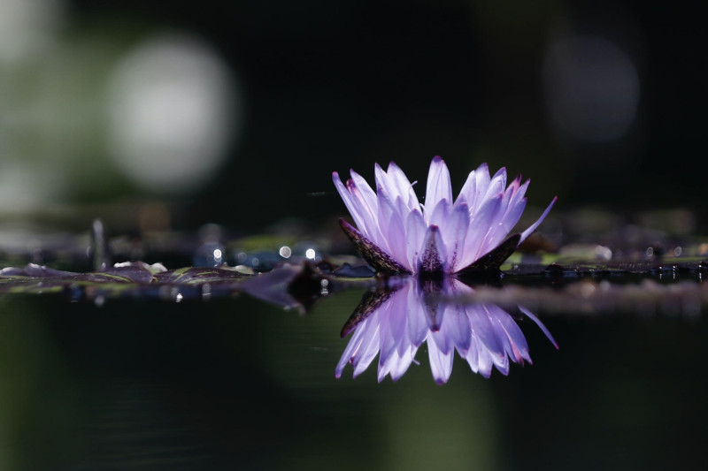 Fotografía que muestra una planta acuática (Violucious) en Jardín Botánico de Cali.