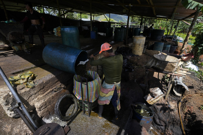 Un trabajador agrícola procesa hojas de coca en las laderas del Cañón de Micay, en el suroeste de Colombia, el martes 13 de agosto de 2024.