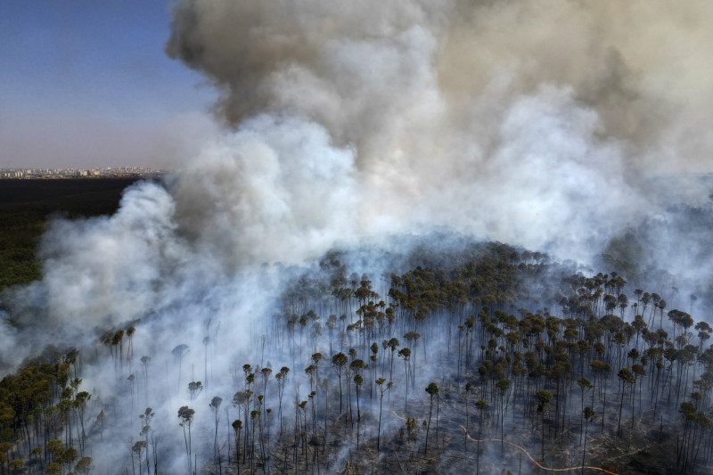 Un incendio avanza en el Bosque Nacional de Brasilia en medio de la temporada de sequía, el martes 3 de septiembre de 2024, en Brasil.