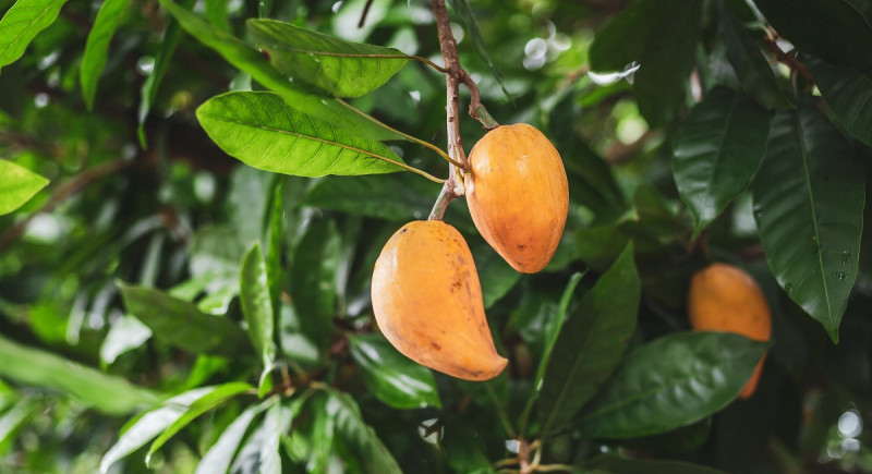 Esta fruta es de la familia de las sapotáceas, la misma del zapote, el níspero y el caimito.